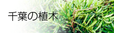 千葉の植木