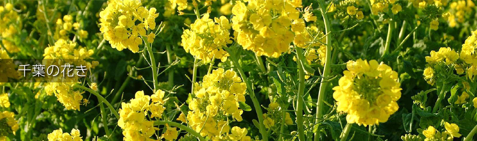 千葉の花き