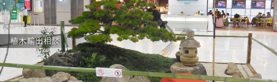 植木輸出相談